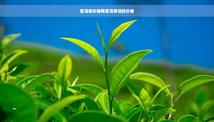 普洱茶价格网普洱茶饼的价格