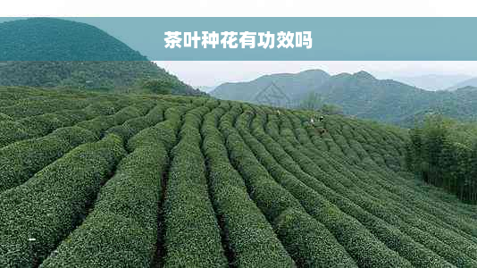 茶叶种花有功效吗