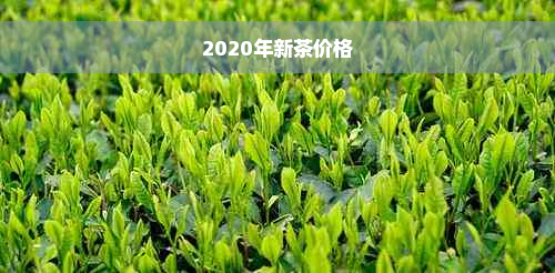 2020年新茶价格