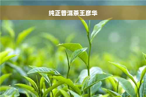 纯正普洱茶王彦华