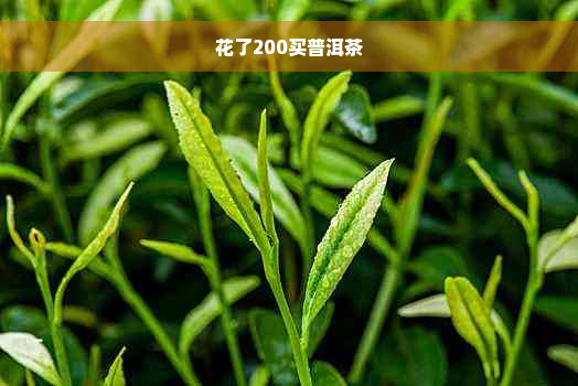 花了200买普洱茶