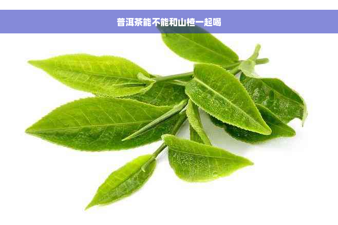 普洱茶能不能和山楂一起喝