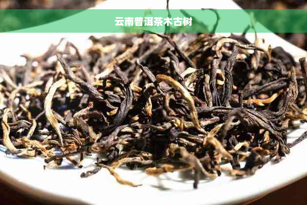 云南普洱茶木古树