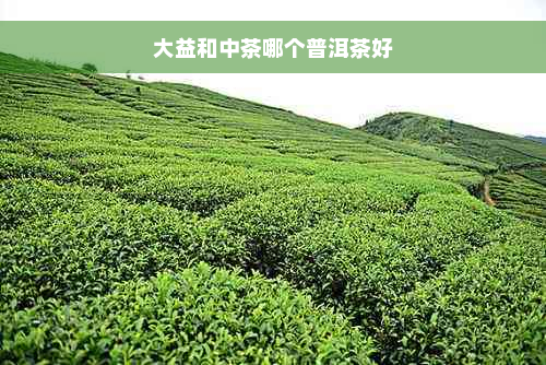 大益和中茶哪个普洱茶好