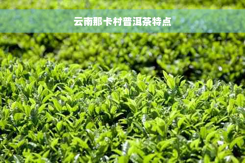 云南那卡村普洱茶特点