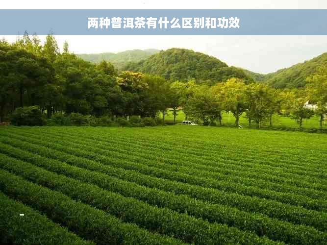 两种普洱茶有什么区别和功效