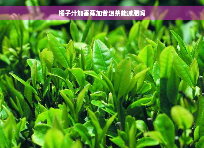 橘子汁加香蕉加普洱茶能减肥吗