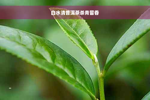 白水清普洱茶杀青留香