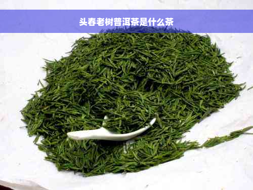 头春老树普洱茶是什么茶