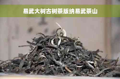 易武大树古树茶版纳易武茶山