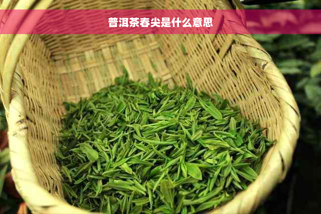 普洱茶春尖是什么意思