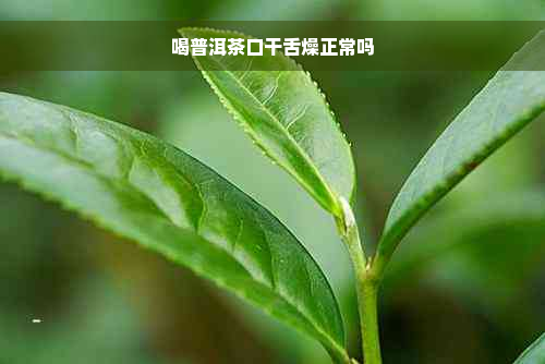 喝普洱茶口干舌燥正常吗