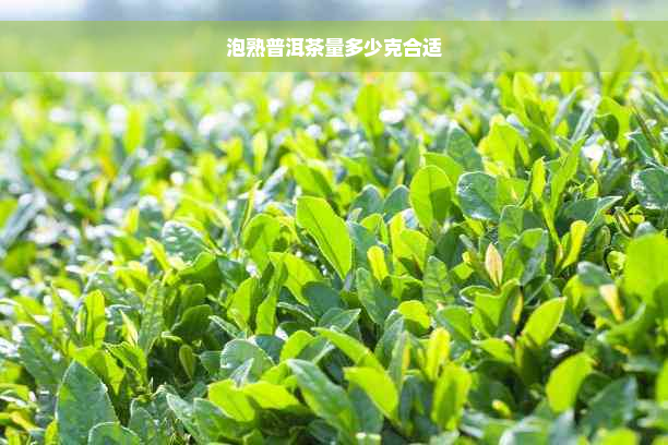 泡熟普洱茶量多少克合适