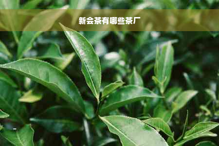 新会茶有哪些茶厂