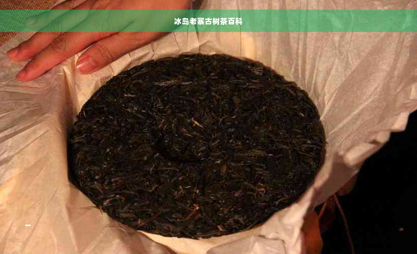 冰岛老寨古树茶百科