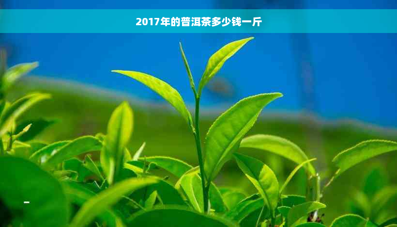 2017年的普洱茶多少钱一斤