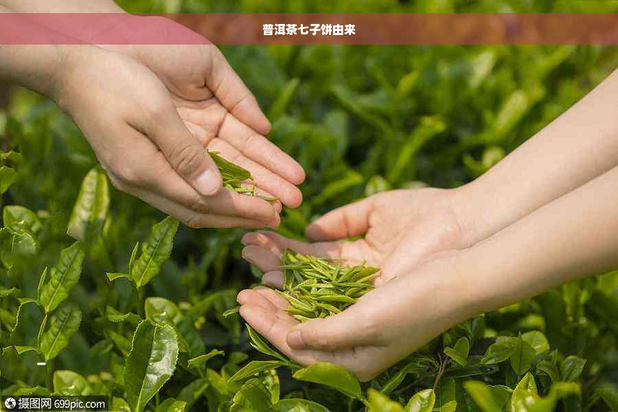 普洱茶七子饼由来