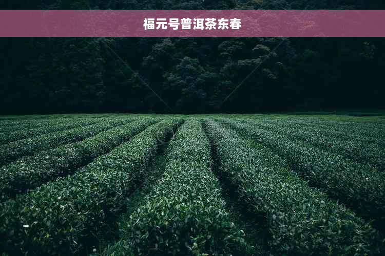 福元号普洱茶东春