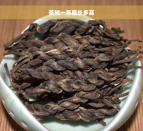 茶树一年能长多高