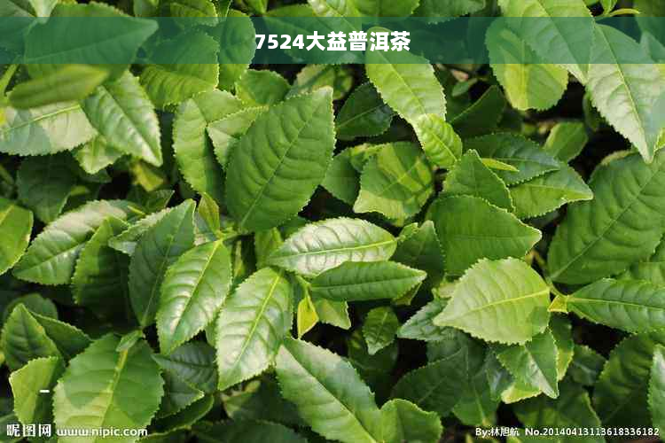 7524大益普洱茶