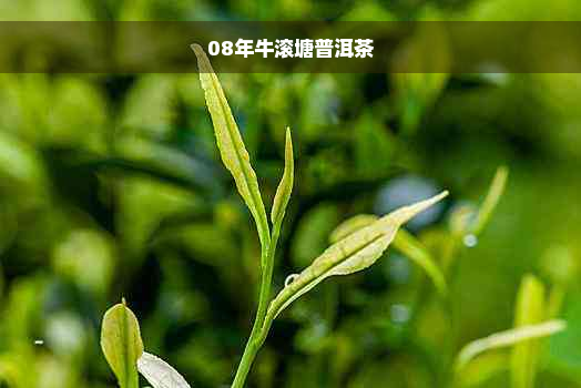 08年牛滚塘普洱茶