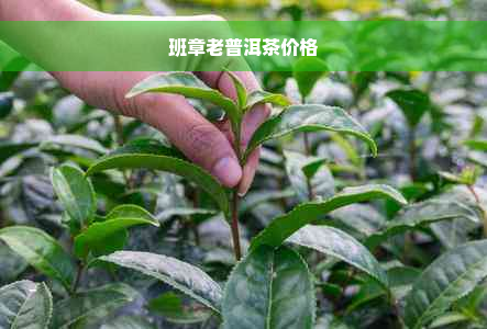 班章老普洱茶价格