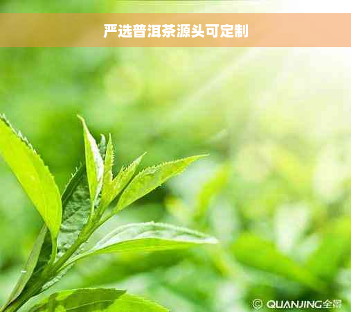 严选普洱茶源头可定制