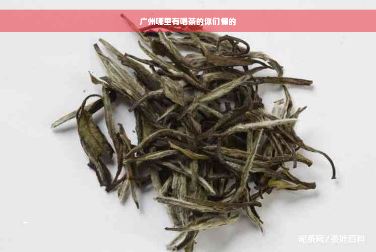 广州哪里有喝茶的你们懂的