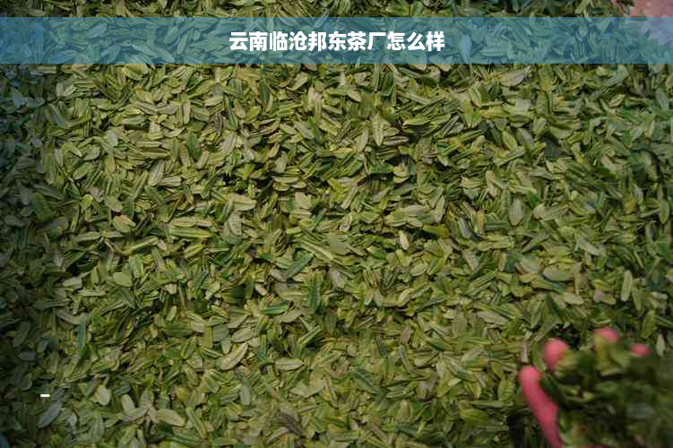 云南临沧邦东茶厂怎么样