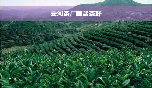 云河茶厂哪款茶好