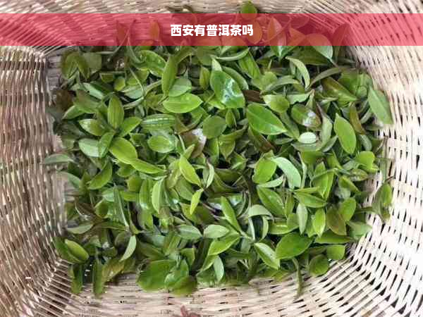 西安有普洱茶吗