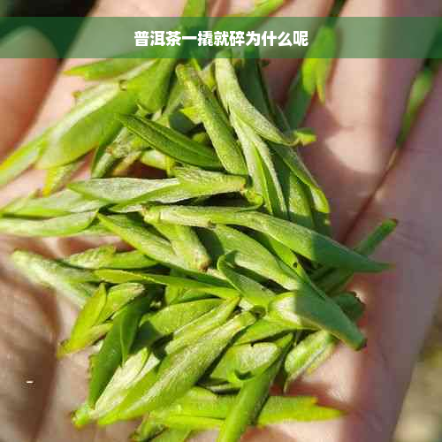 普洱茶一撬就碎为什么呢