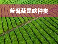 普洱茶是啥种类