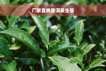 厂家直销普洱茶生茶