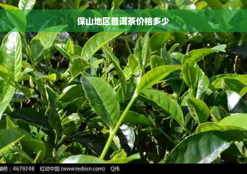 保山地区普洱茶价格多少