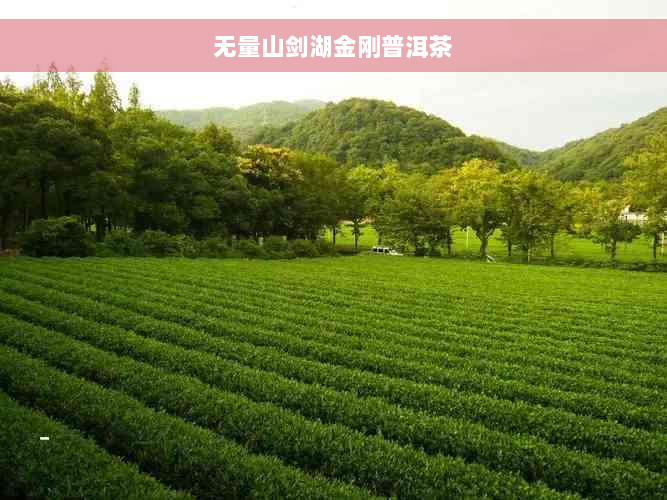 无量山剑湖金刚普洱茶