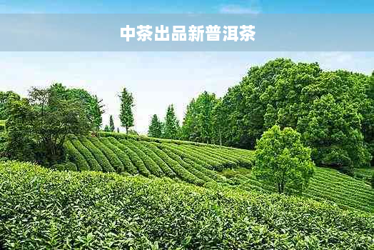 中茶出品新普洱茶