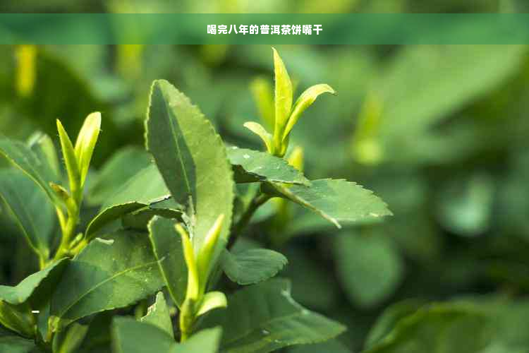 喝完八年的普洱茶饼嘴干