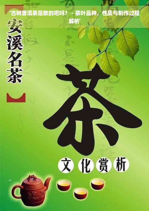 '古树普洱茶是散的吧吗？ - 茶叶品种，性质与制作过程解析'