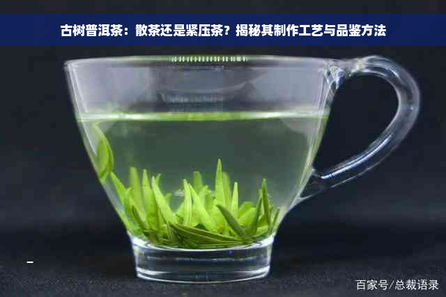 古树普洱茶：散茶还是紧压茶？揭秘其制作工艺与品鉴方法