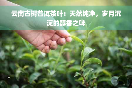 云南古树普洱茶叶：天然纯净，岁月沉淀的醇香之味