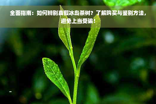 全面指南：如何辨别真假冰岛茶树？了解购买与鉴别方法，避免上当受骗！