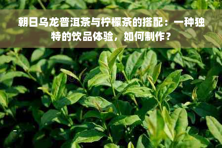 朝日乌龙普洱茶与柠檬茶的搭配：一种独特的饮品体验，如何制作？