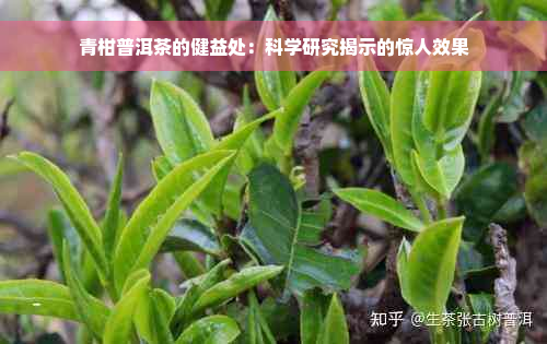 青柑普洱茶的健益处：科学研究揭示的惊人效果