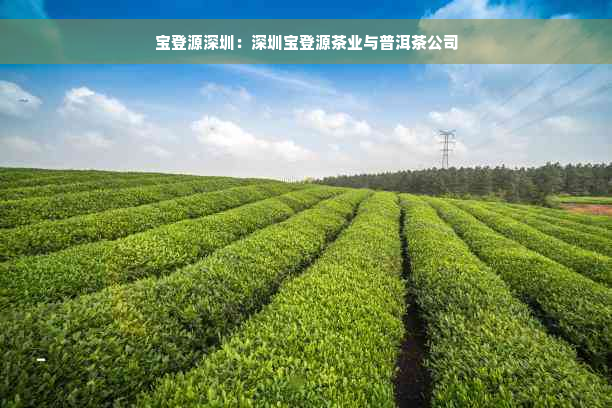 宝登源深圳：深圳宝登源茶业与普洱茶公司