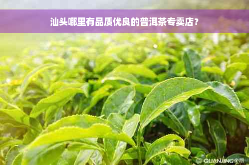 汕头哪里有品质优良的普洱茶专卖店？