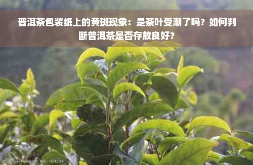 普洱茶包装纸上的黄斑现象：是茶叶受潮了吗？如何判断普洱茶是否存放良好？