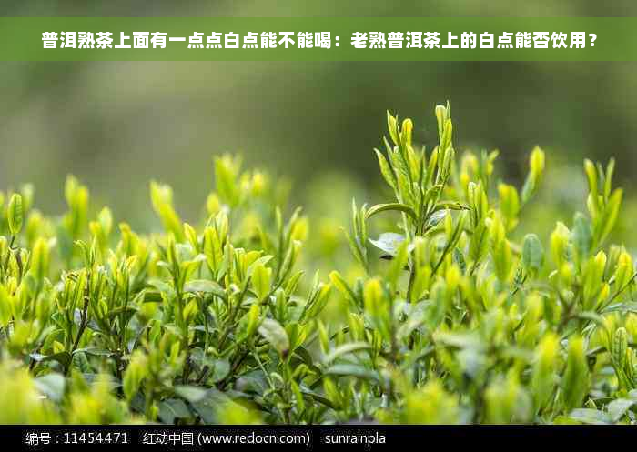 普洱熟茶上面有一点点白点能不能喝：老熟普洱茶上的白点能否饮用？