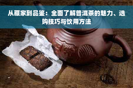 从藏家到品鉴：全面了解普洱茶的魅力、选购技巧与饮用方法