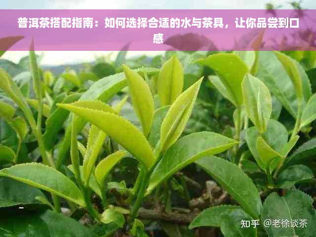 普洱茶搭配指南：如何选择合适的水与茶具，让你品尝到口感